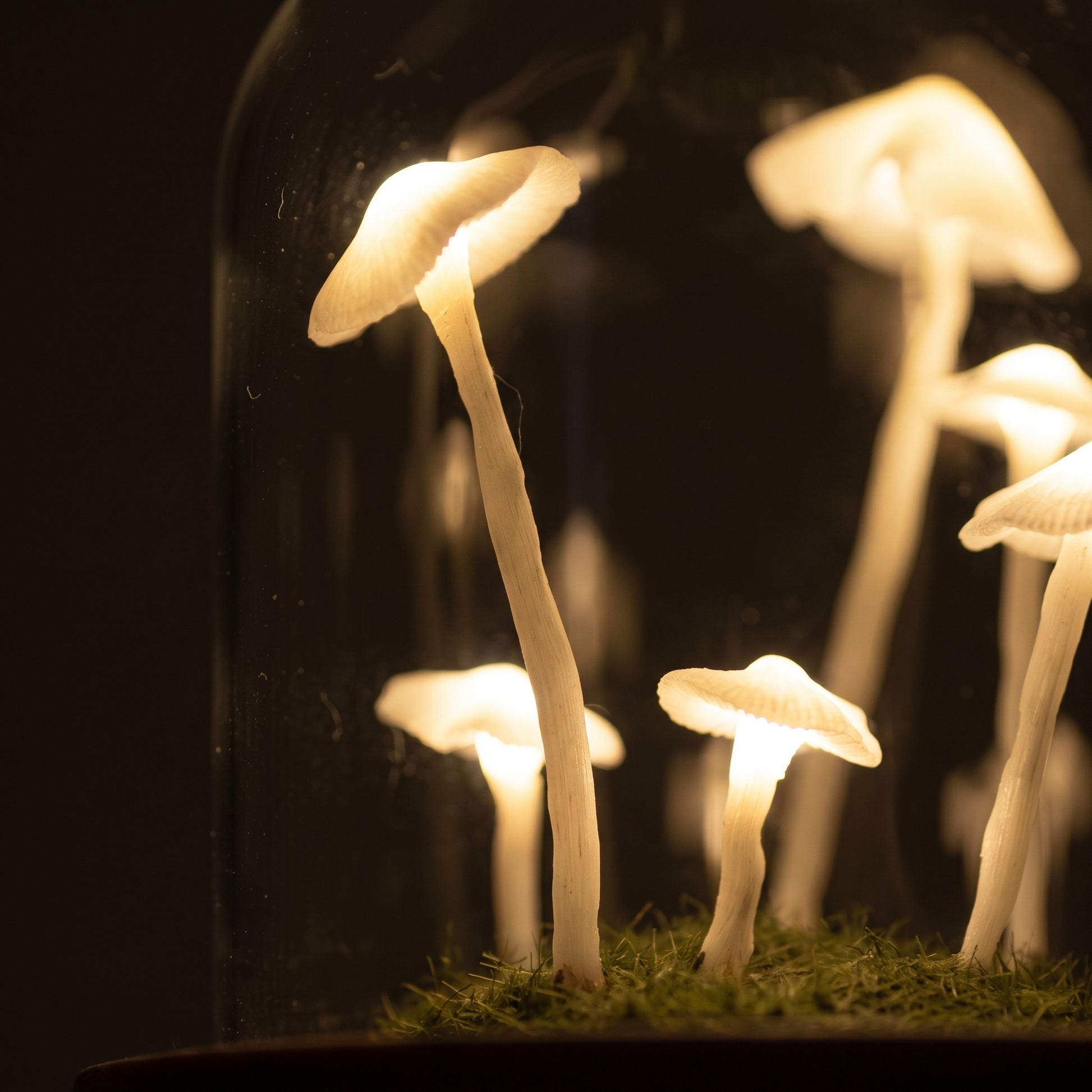 Close-up of the glowing white mushroom figures inside the terrarium night light glass dome